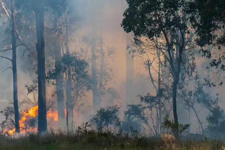 A forest scene with smoke drifting through the trees and visible flames burning near the ground.